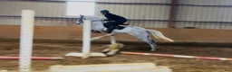 Hoppning hästar till salu: Jumping pony - Annons 8