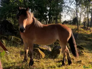 hästar Indra 22-23-0062 - Annons 14