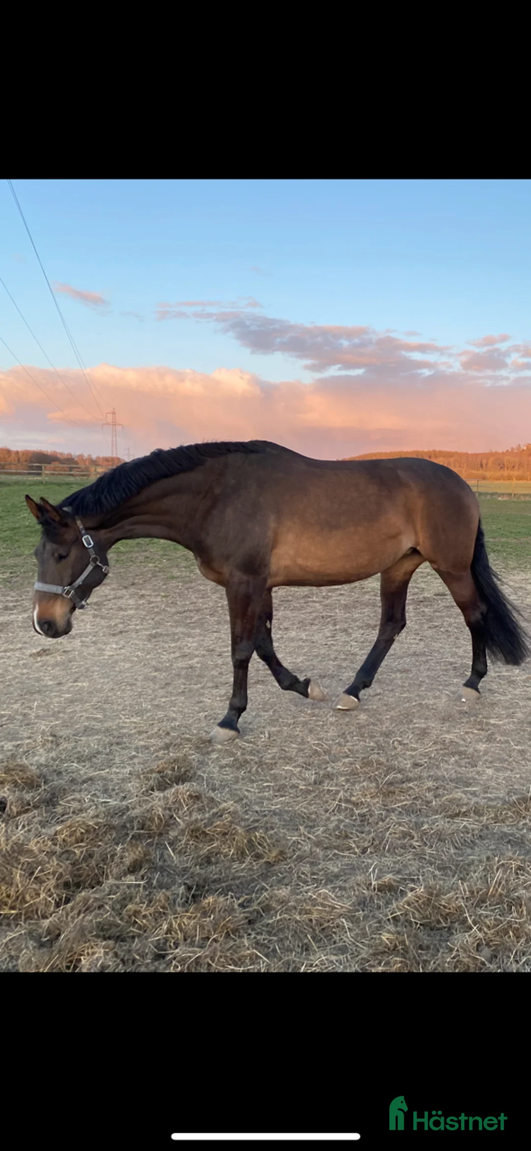Allround hästar till salu: SWB sto -11 säljes för avel eller hobbyridning i Fotskäl - Annons 2