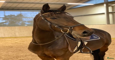  hästar i Lerdala - Annons 15