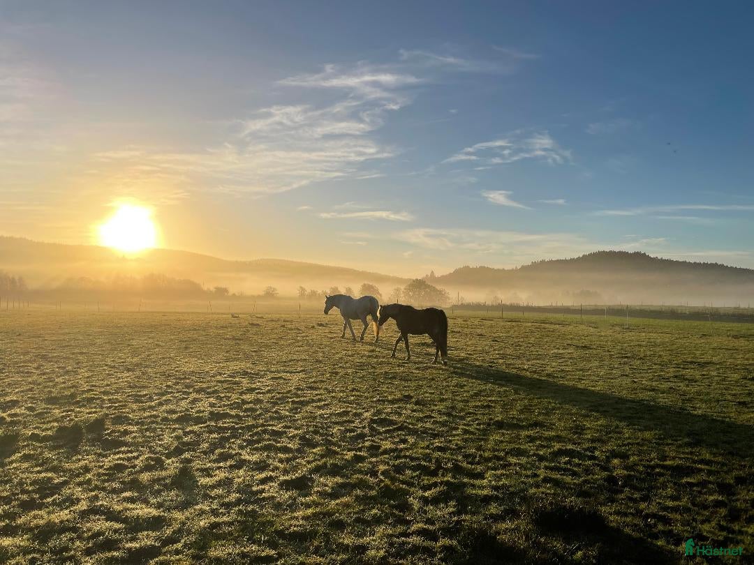  stallplats ledig plats i lösdrift/boxplats - Annons 10
