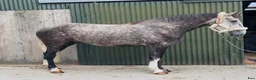 Allround hästar till salu: Irish Draught gelding 168cm - Annons 8
