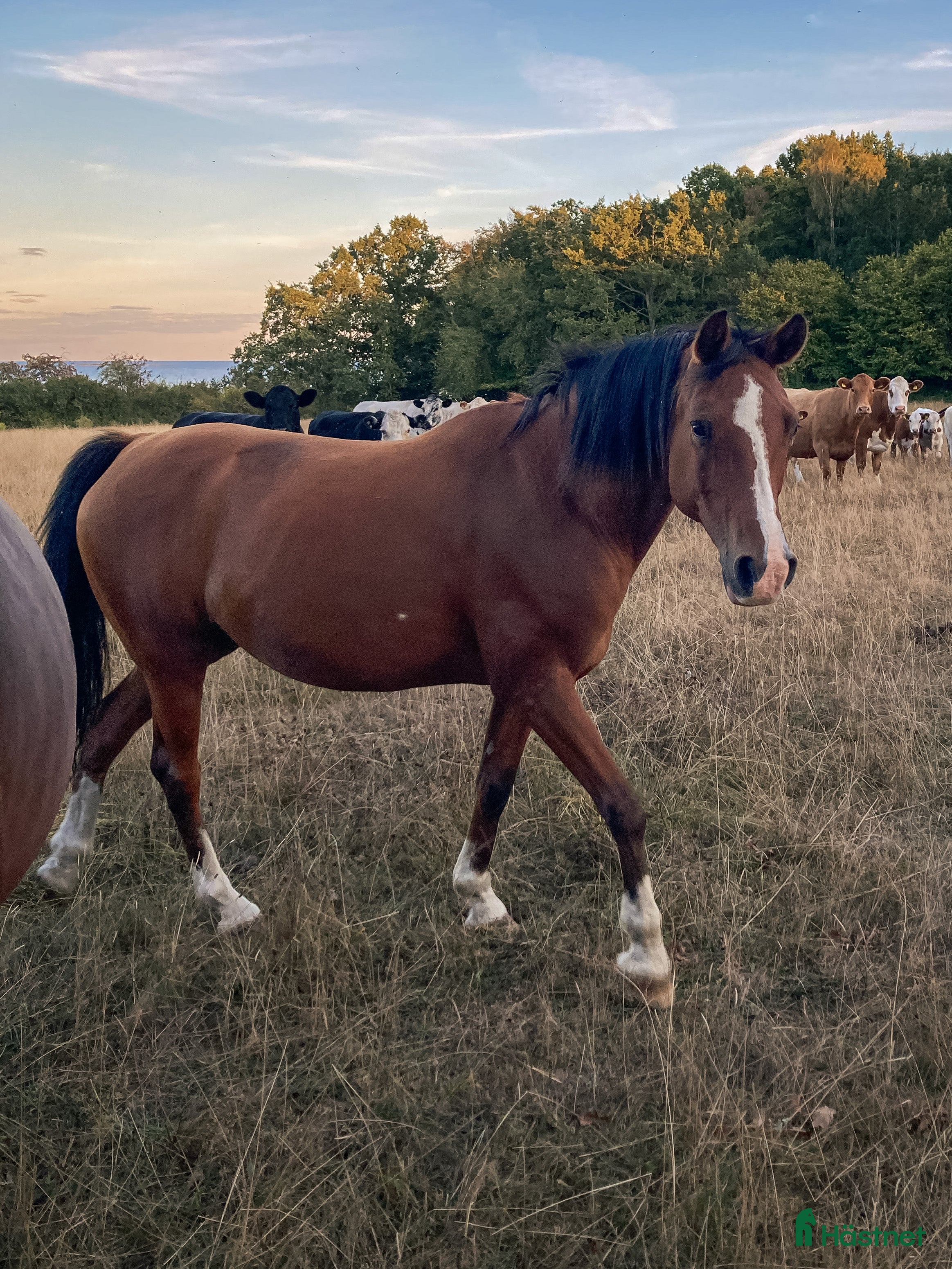  hästar Söt tjej - Annons 2