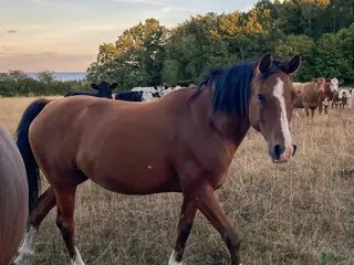 hästar Söt tjej - Annons 2