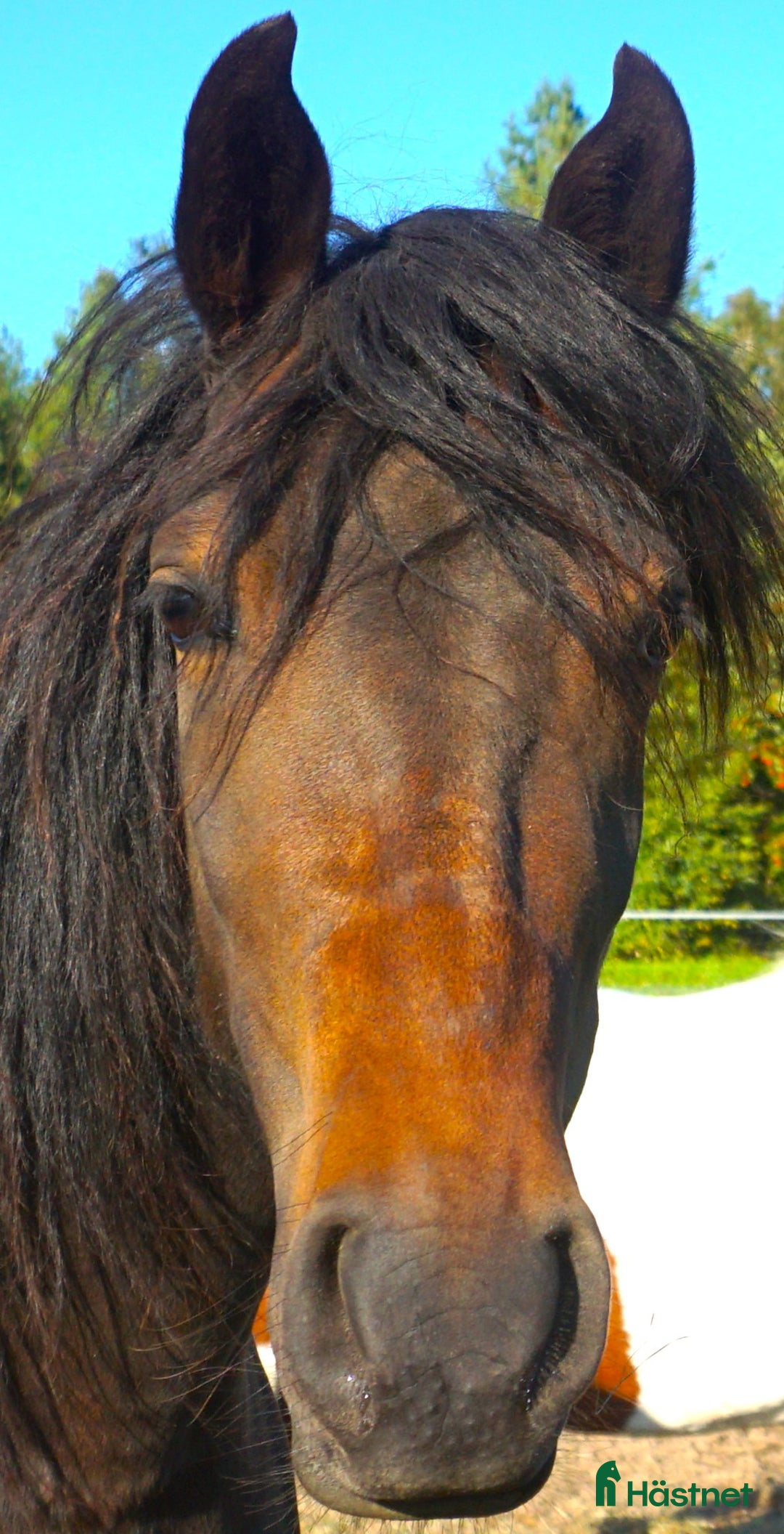 Allround hästar till salu: Paso Finos en eller fler - Annons 13