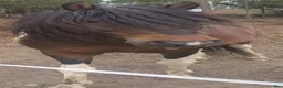 Allround hästar till salu: 5 Paso Fino hingstar/ston en, fler el. foder - Annons 6
