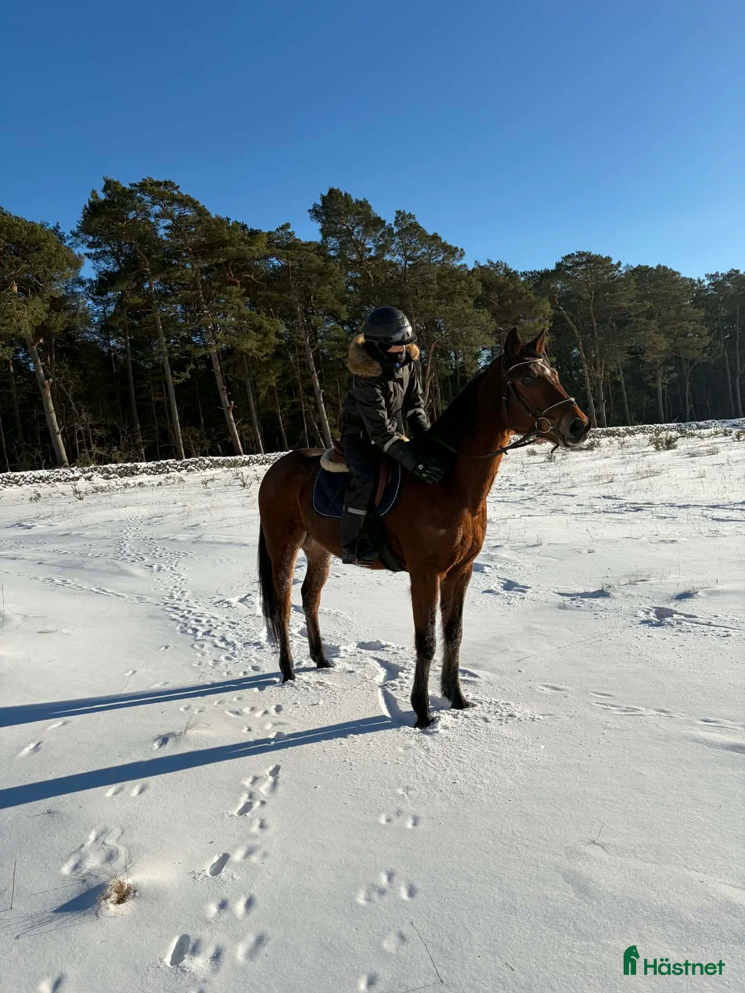 Allround hästar till salu: Snäll travhäst som vill bli ridhäst i Fågelmara - Annons 2