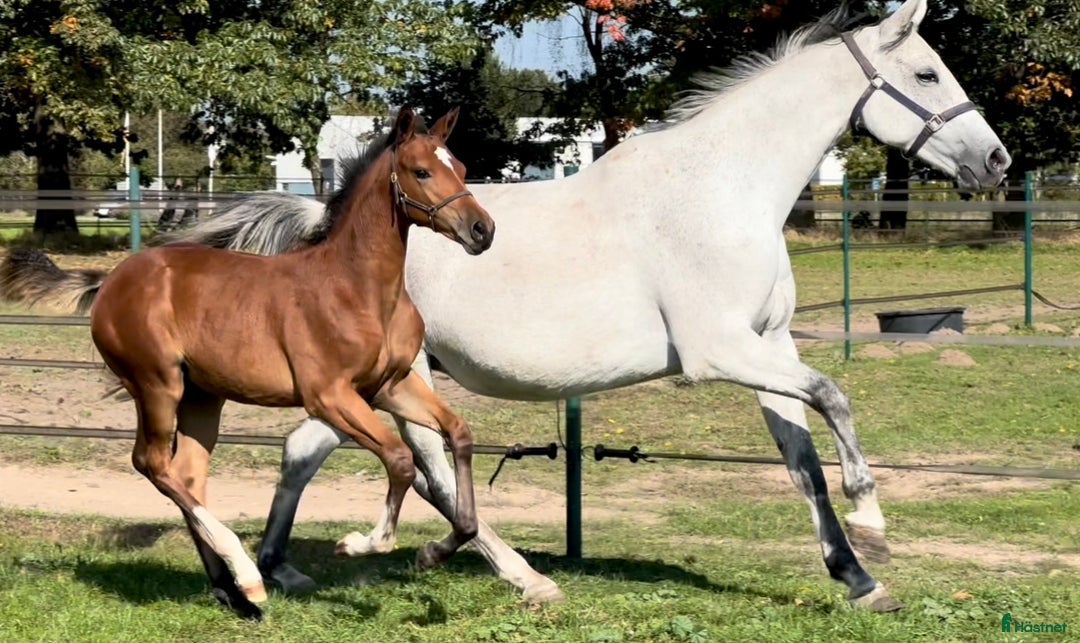 Hoppning hästar till salu: Stoföl Emerald x Kannan x Cardento i Halmstad - Annons 2