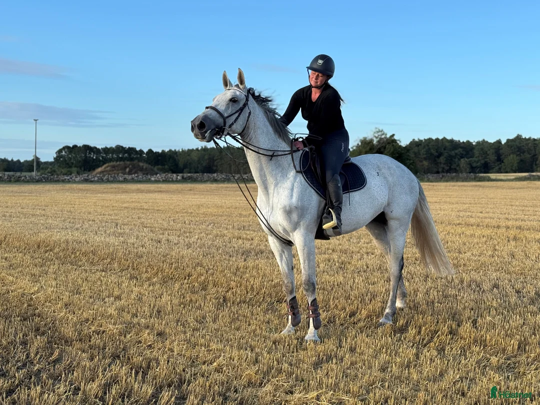 Hoppning hästar till salu: Sällsynt möjlighet att fynda - Annons 2