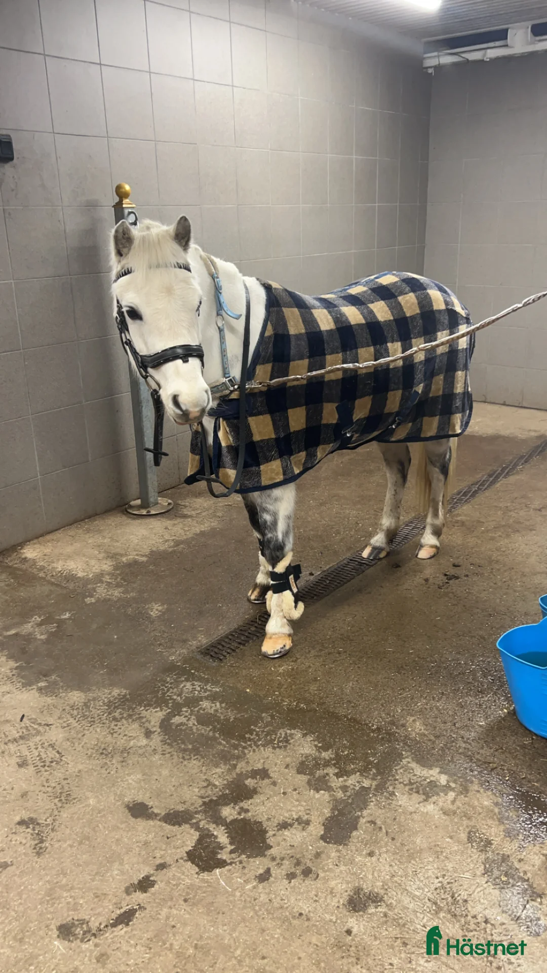 Allround hästar till salu: Finaste Zaphira - Annons 1