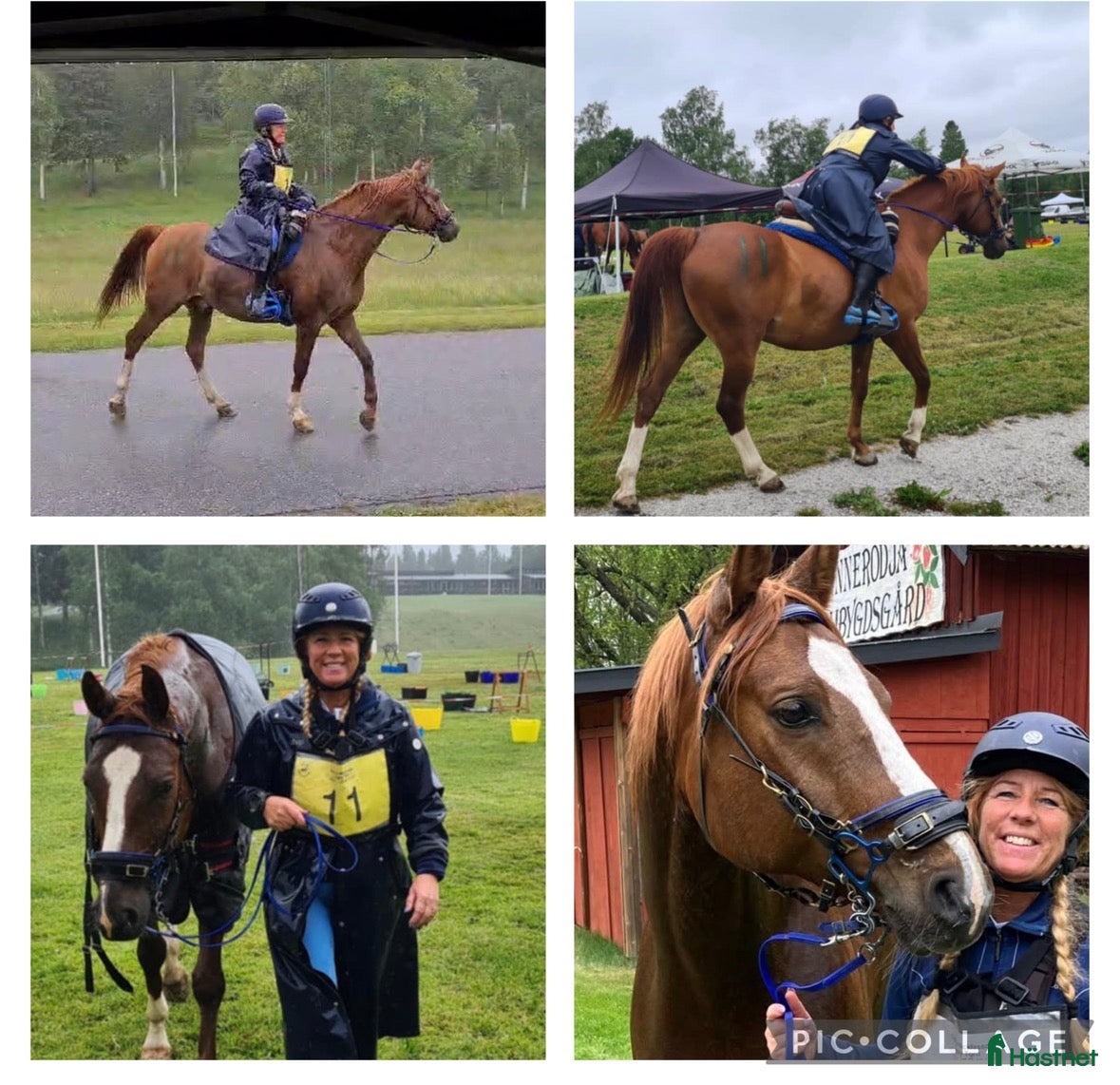  hästar Härlig kille  - Annons 11