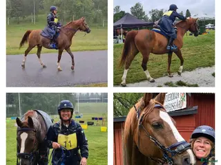 hästar Härlig kille - Annons 6