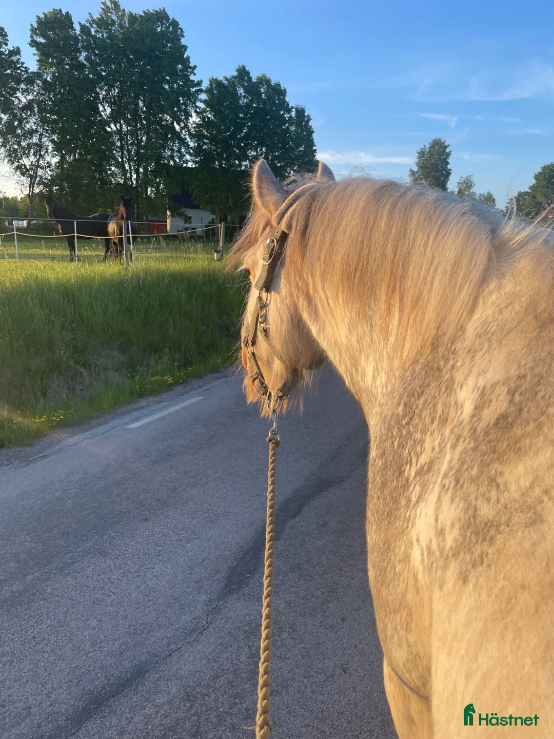 Allround hästar till salu: En snäll kille - Annons 1