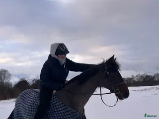 hästar Bästa kompis🌸 i Svedala - Annons 3