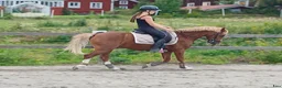 Hoppning hästar till salu: Fantastisk ponny - Annons 4
