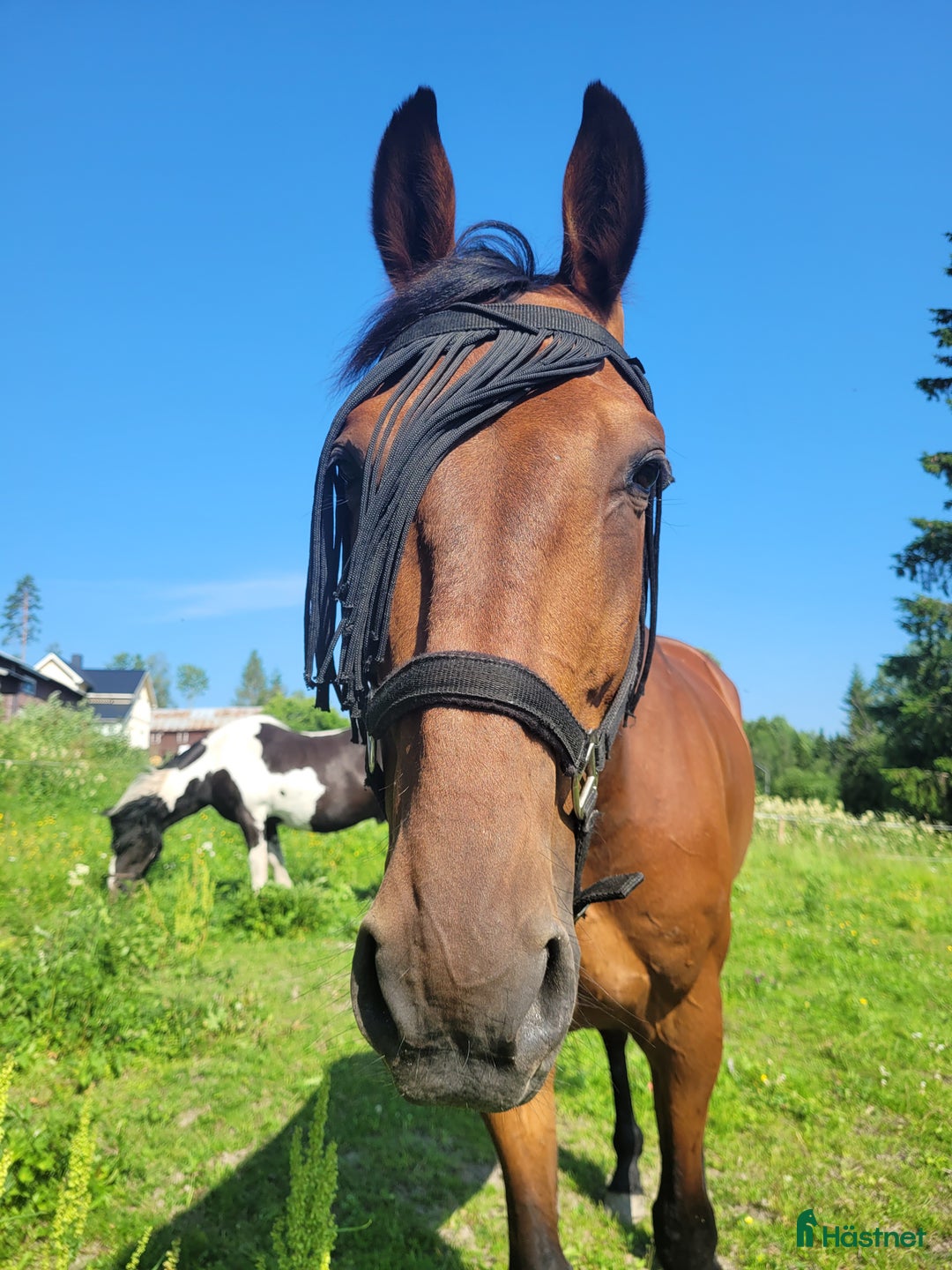 Övrigt hästar till salu: SÖKER NYTT HEM i Skog - Annons 5
