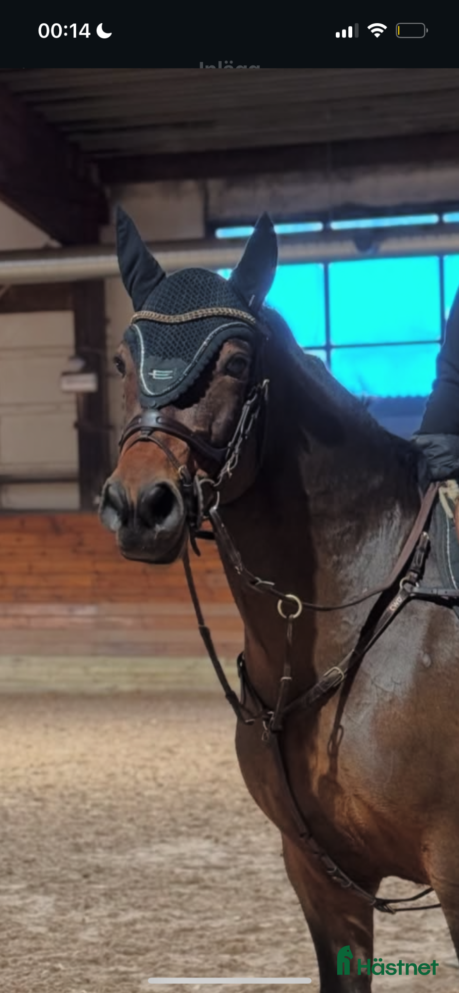  hästar Snäll och social ponny med potential - Annons 7