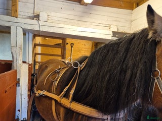 Körselar körning till salu i Mjölby - Annons 2