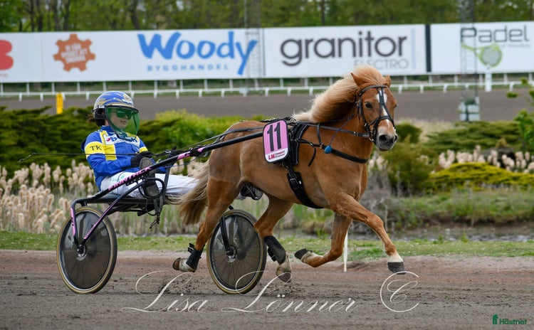  hästar i Landvetter - Annons 8