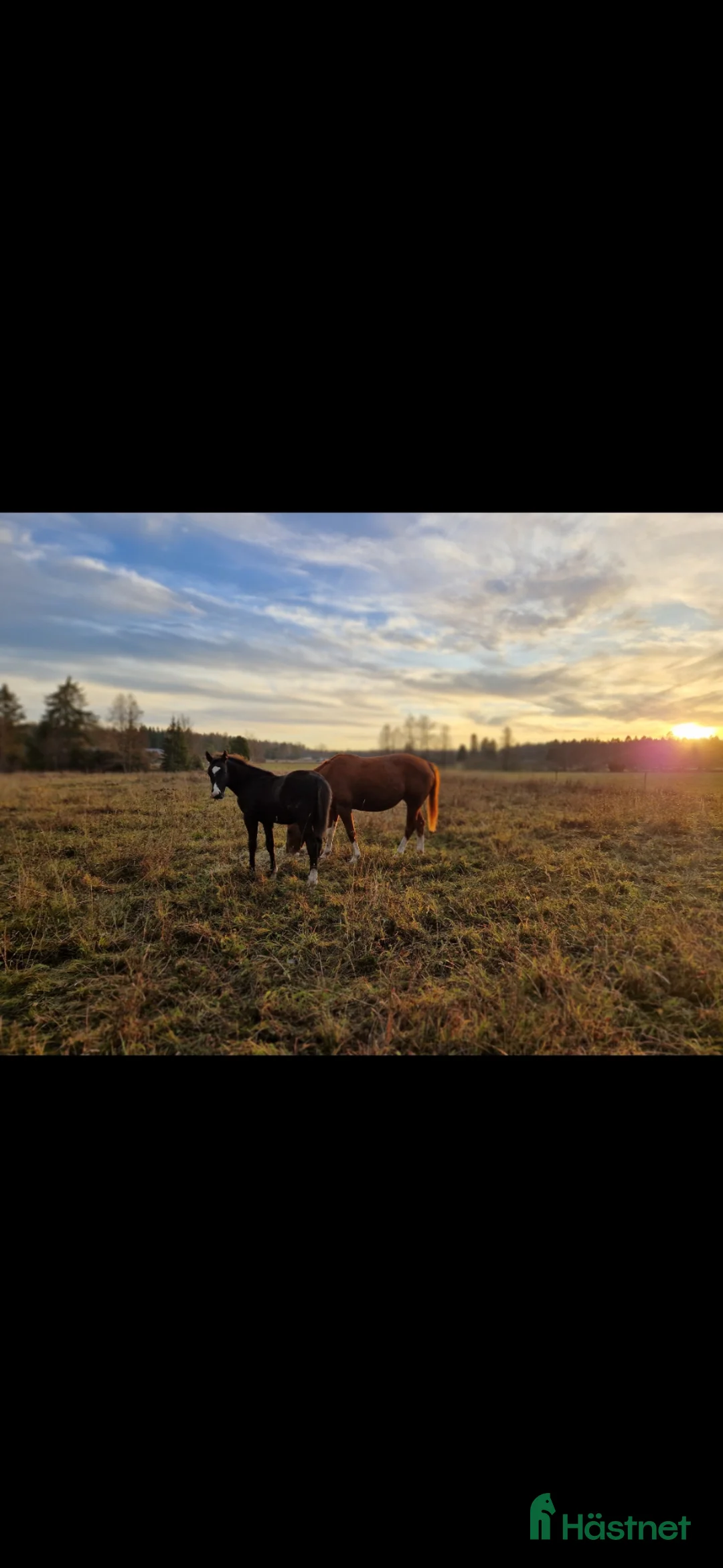  stallplats finnes: Plats för valack, ridhus & stora hagar - Annons 9