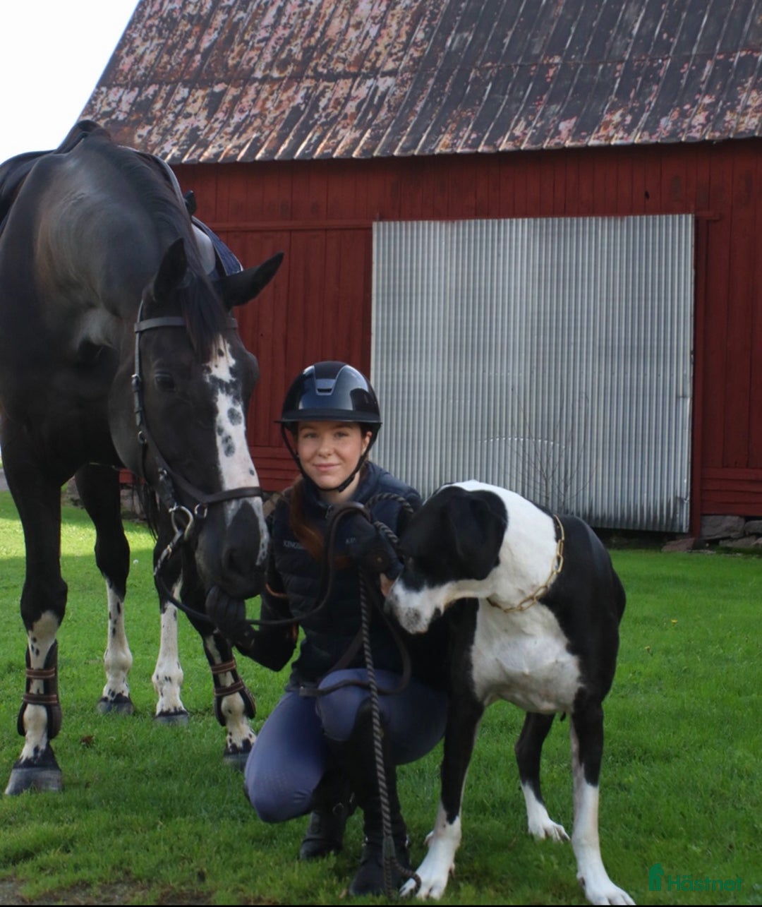  medryttarhäst finnes: Medryttare sökes till Helge 1–2 gånger i veckan i Hanaskog - Annons 2