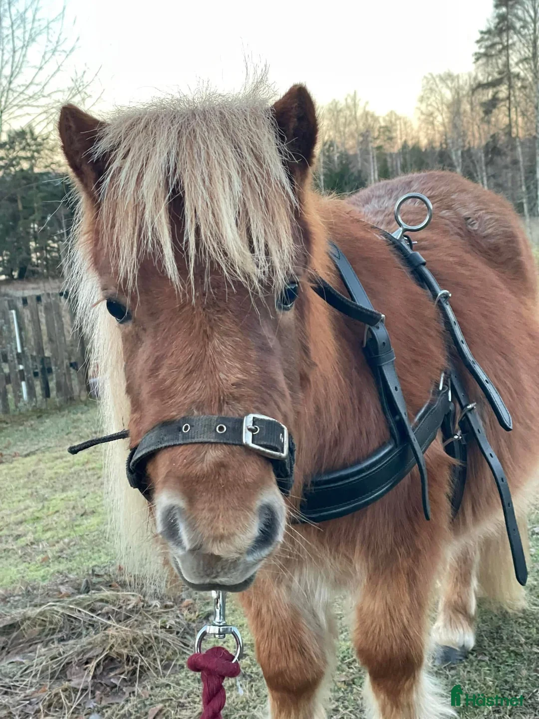  foderhäst finnes: Sommarponny? - Annons 7