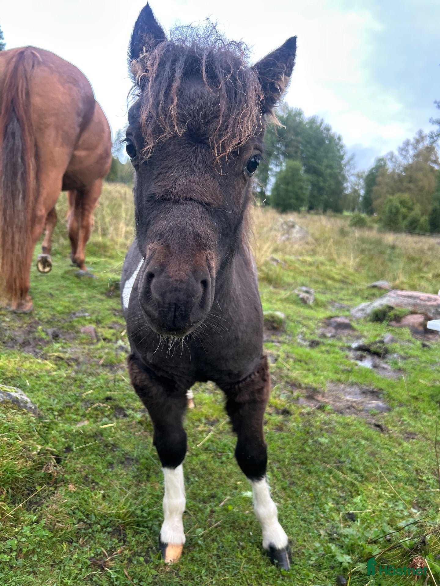  hästar Socialt hingstföl - Annons 11