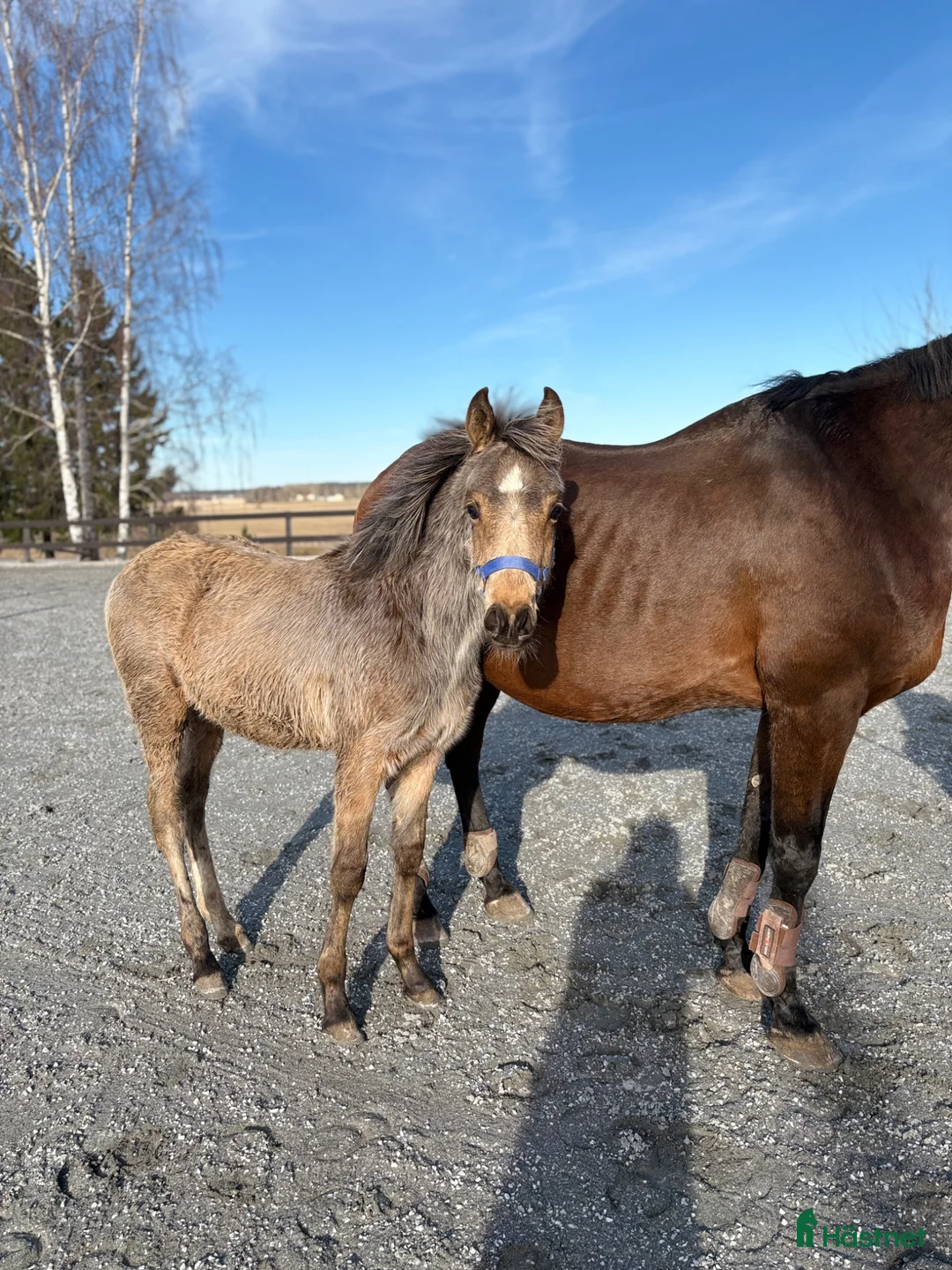 Allround hästar till salu: Killen med cool färg  - Annons 1