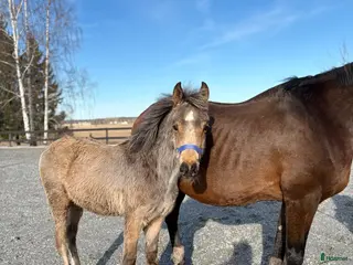 Allround hästar till salu: Killen med cool färg - Annons 2