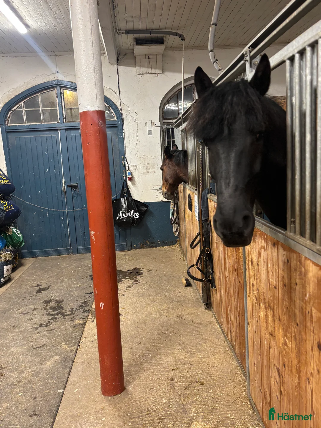 Allround hästar till salu: Medryttare sökes till stilig halv Frieser i Stockholm - Annons 2