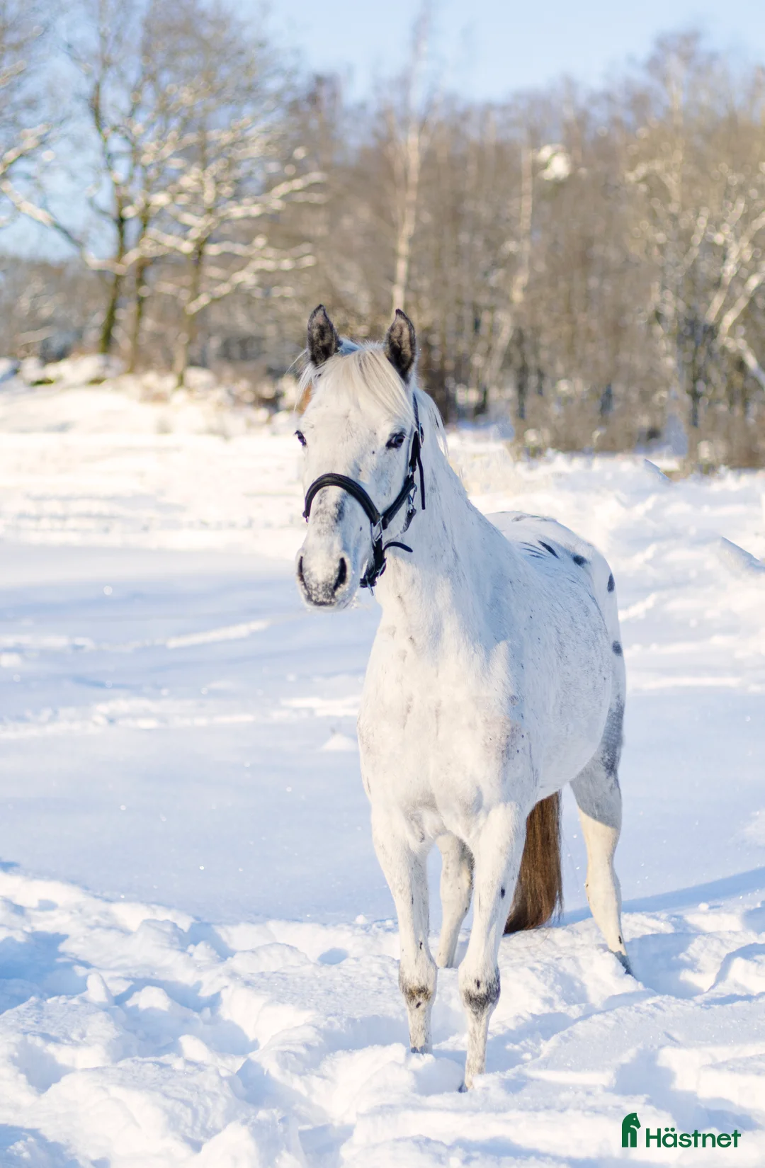 Hoppning hästar till salu: Ponny för framtiden - Annons 2