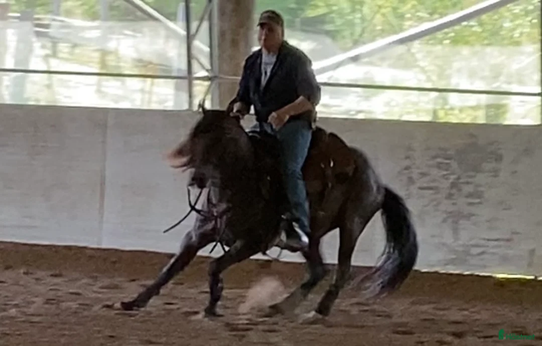 Western hästar till salu: Quarter sto föl i Kristinehamn - Annons 12