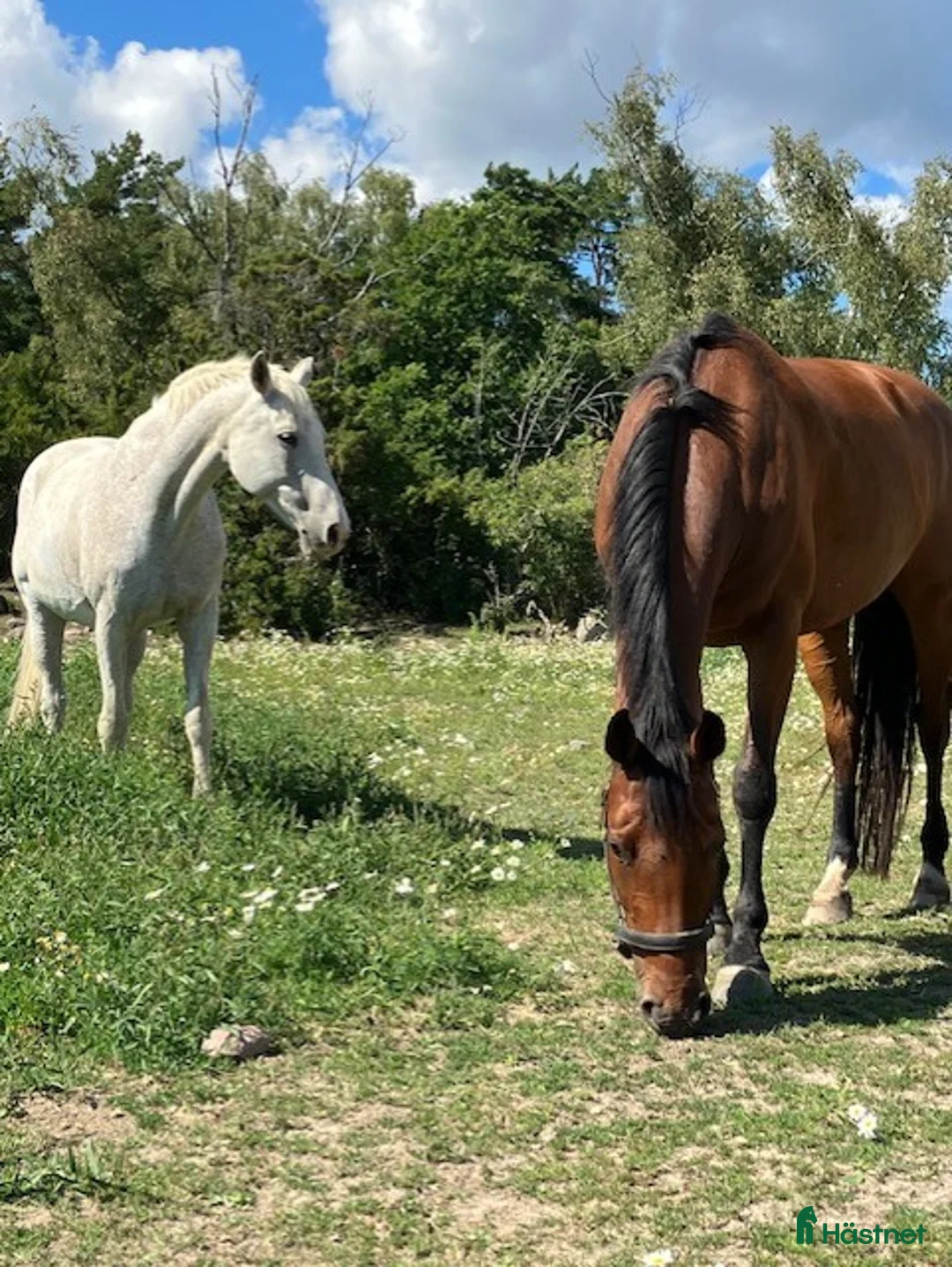 stallplats finnes: Upplands Väsby Sköldnora Kvarngård i Upplands Väsby - Annons 1