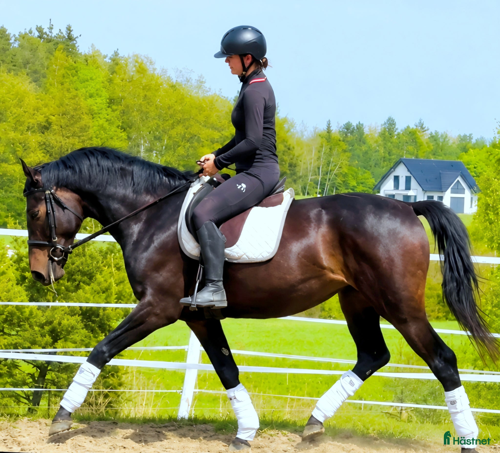  hästar Perfect match for the next adventure - Annons 1