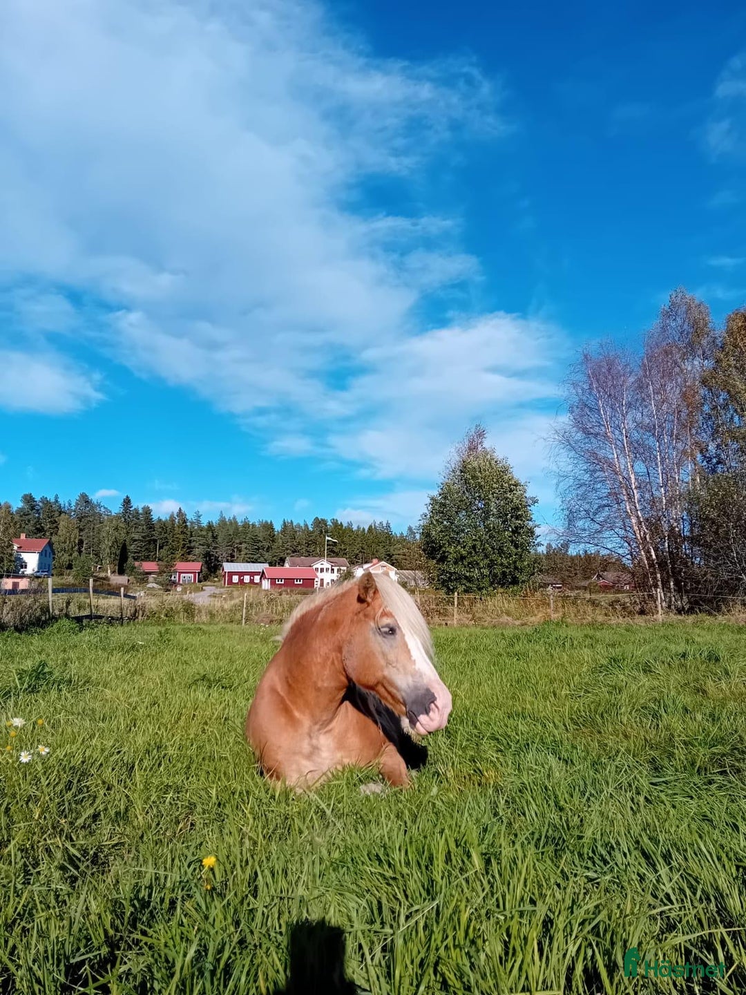  stallplats finnes: Två platser på lösdrift  i Söderhamn - Annons 4