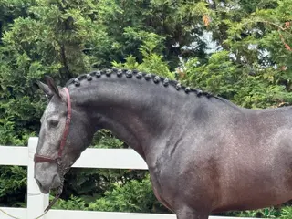 hästar Top PSLusitano valack av högsta kvalitet - Annons 4