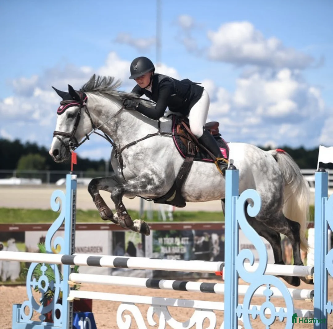 Allround hästar till salu: Fint sto för hoppning eller dressyr i Rånäs - Annons 1