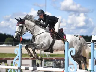 hästar Fint sto för hoppning eller dressyr i Rånäs - Annons 16