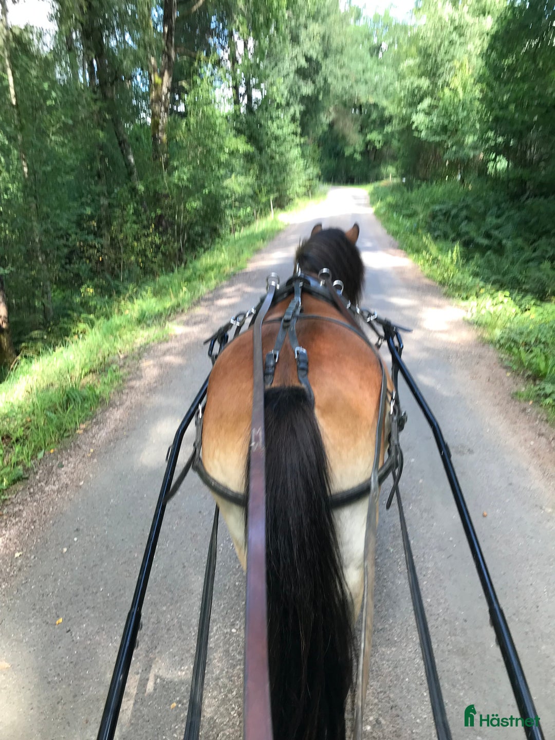 Allround hästar till salu: Gotlandsruss sto i Sexdrega - Annons 2