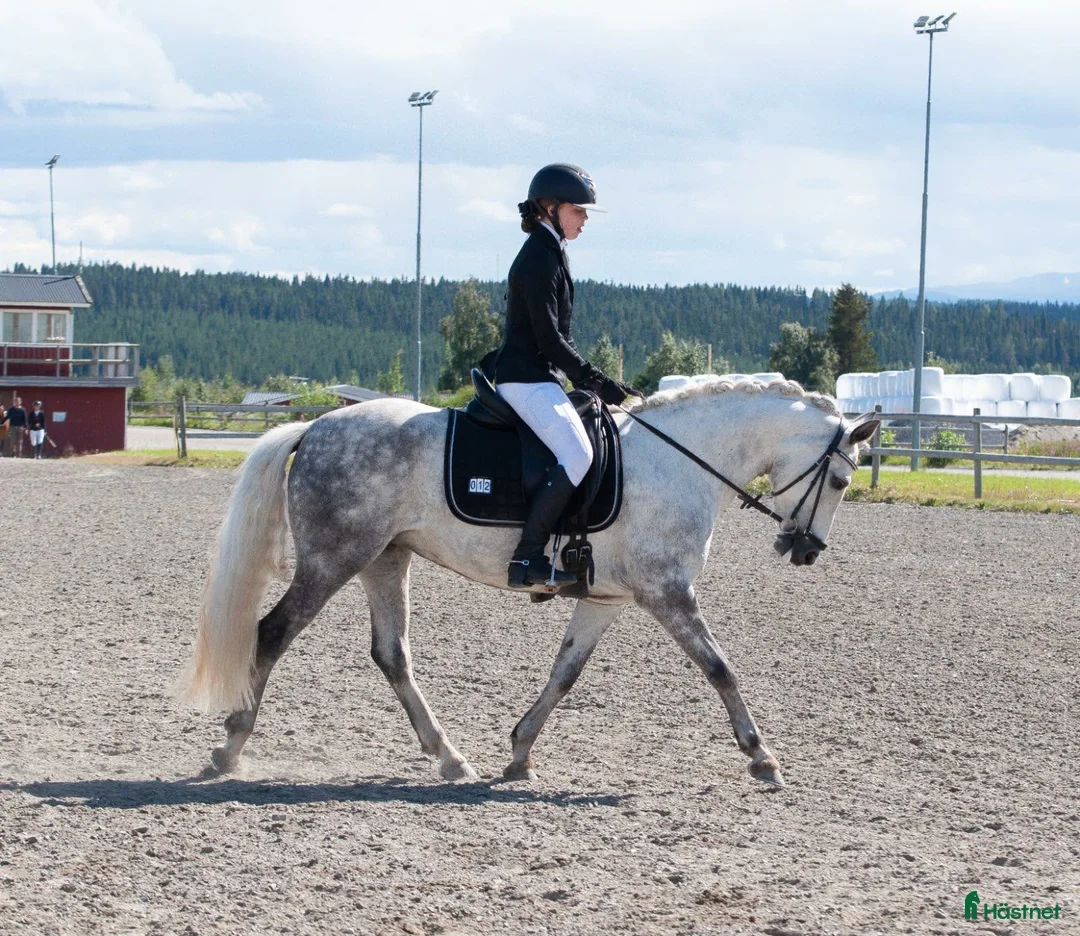 Allround hästar till salu: Charmig och försiktig C-ponny i Frösön - Annons 4
