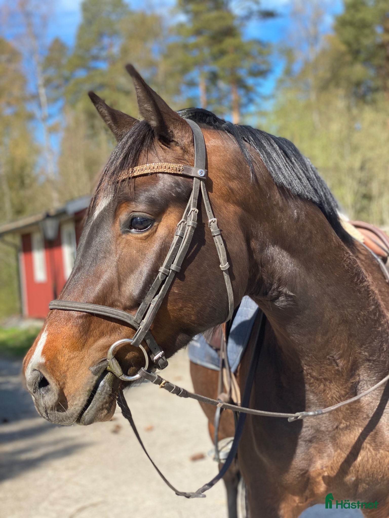 hästar Fynda Swb valack  - Annons 18