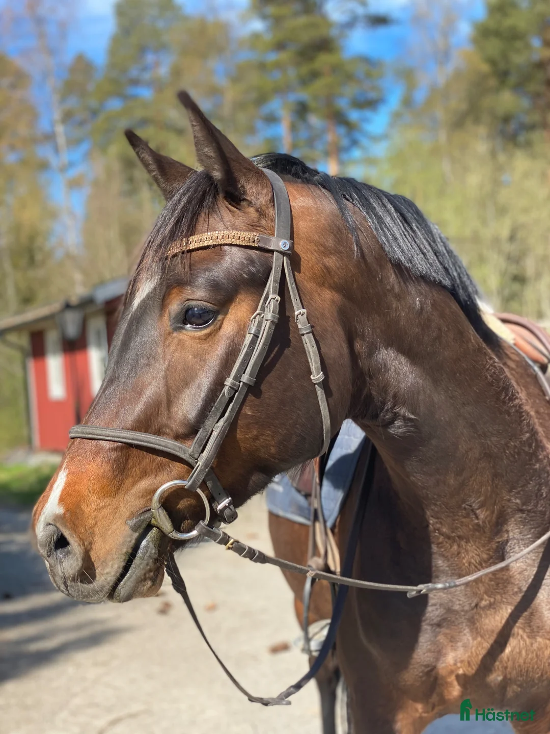 Allround hästar till salu: Fynda Swb valack  - Annons 1
