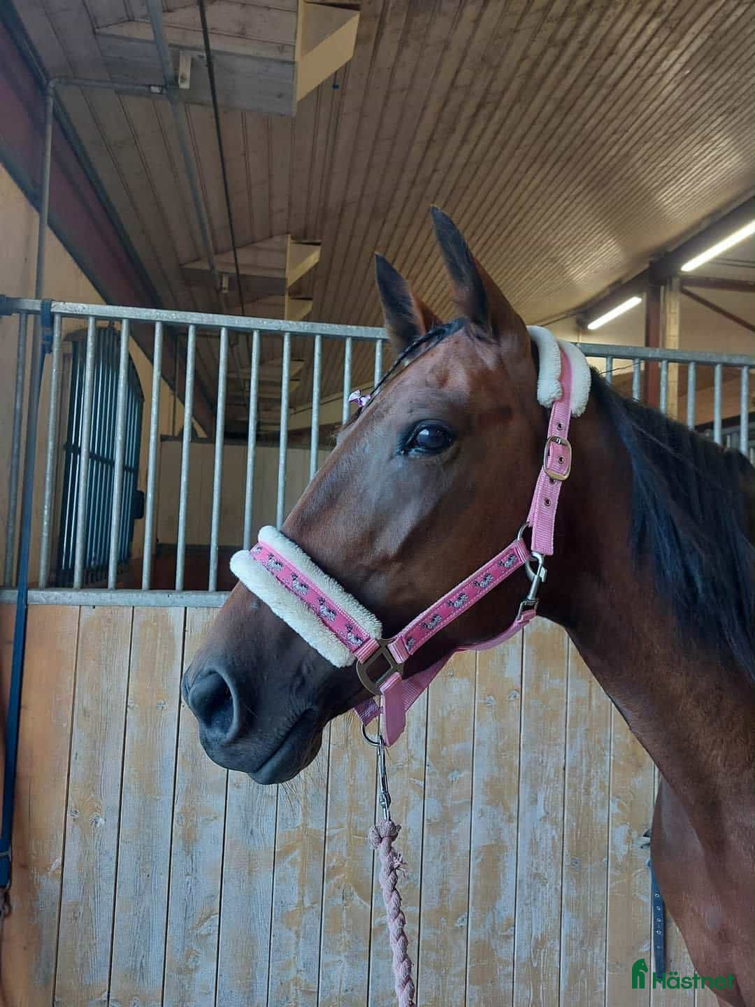  hästar Fin ridtravare i Axvall - Annons 7