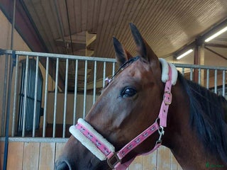 hästar Fin ridtravare i Axvall - Annons 2