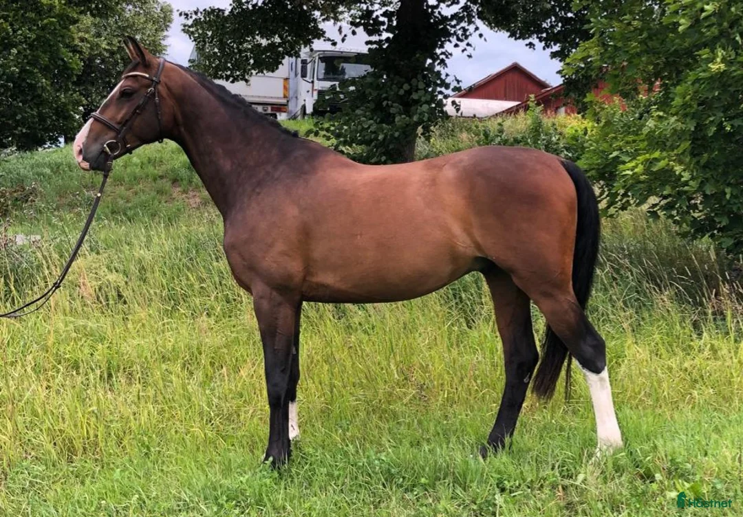 Hoppning hästar till salu: En okomplicerad kille med kvalité - Annons 3