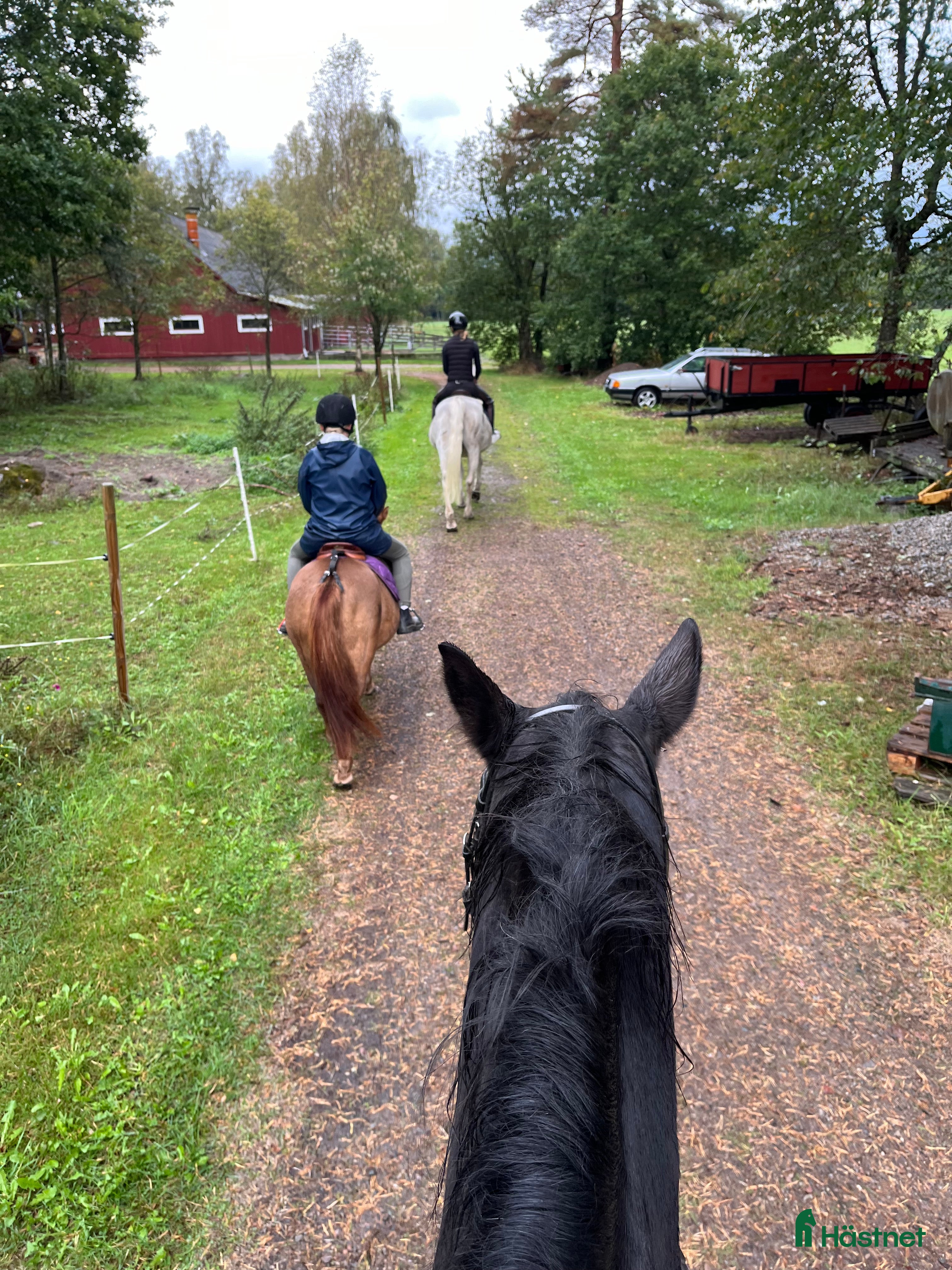  hästar Söker medryttare  i Jät - Annons 7