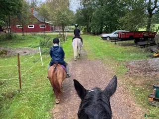 hästar Söker medryttare i Jät - Annons 7