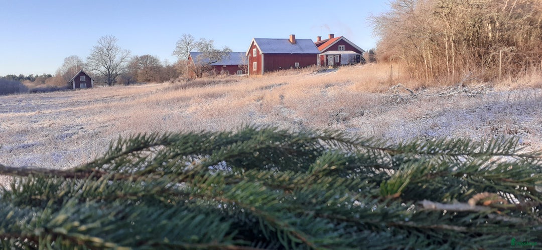  stallplats finnes: Lösdrift där hästar får vara hästar. i Tjällmo - Annons 8