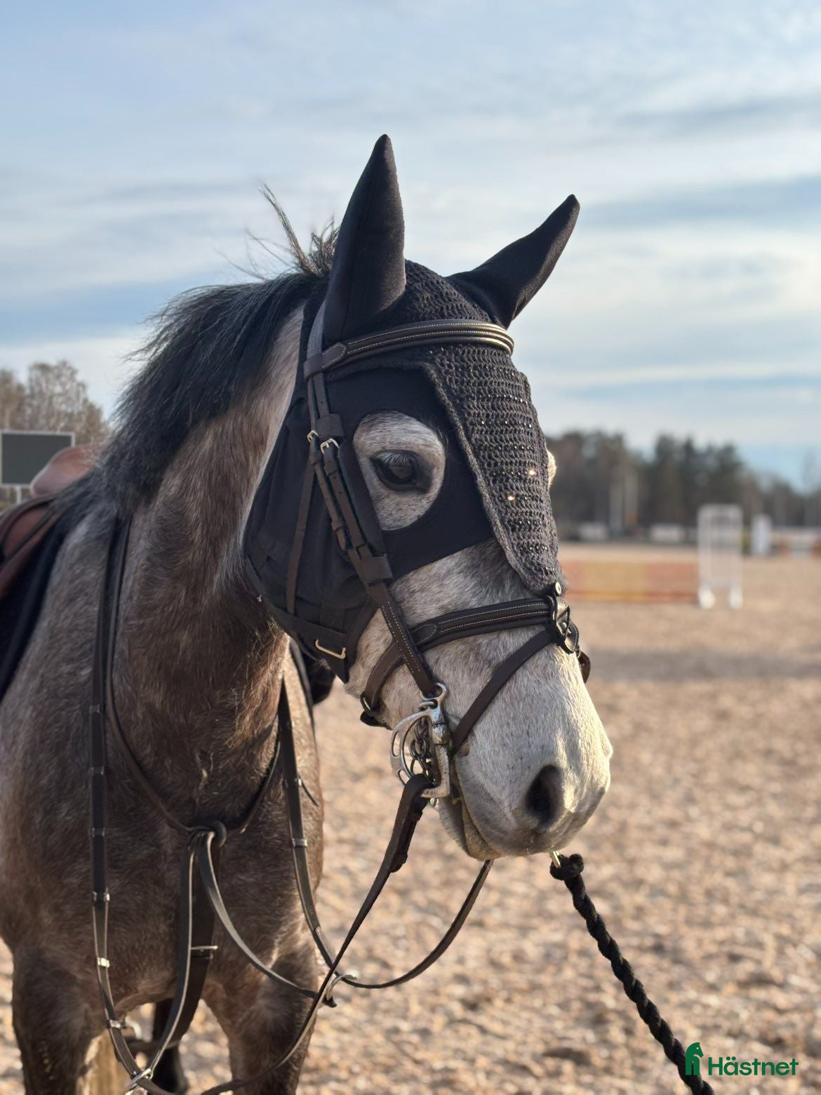 Hoppning hästar till salu: Snygg irländare  - Annons 2