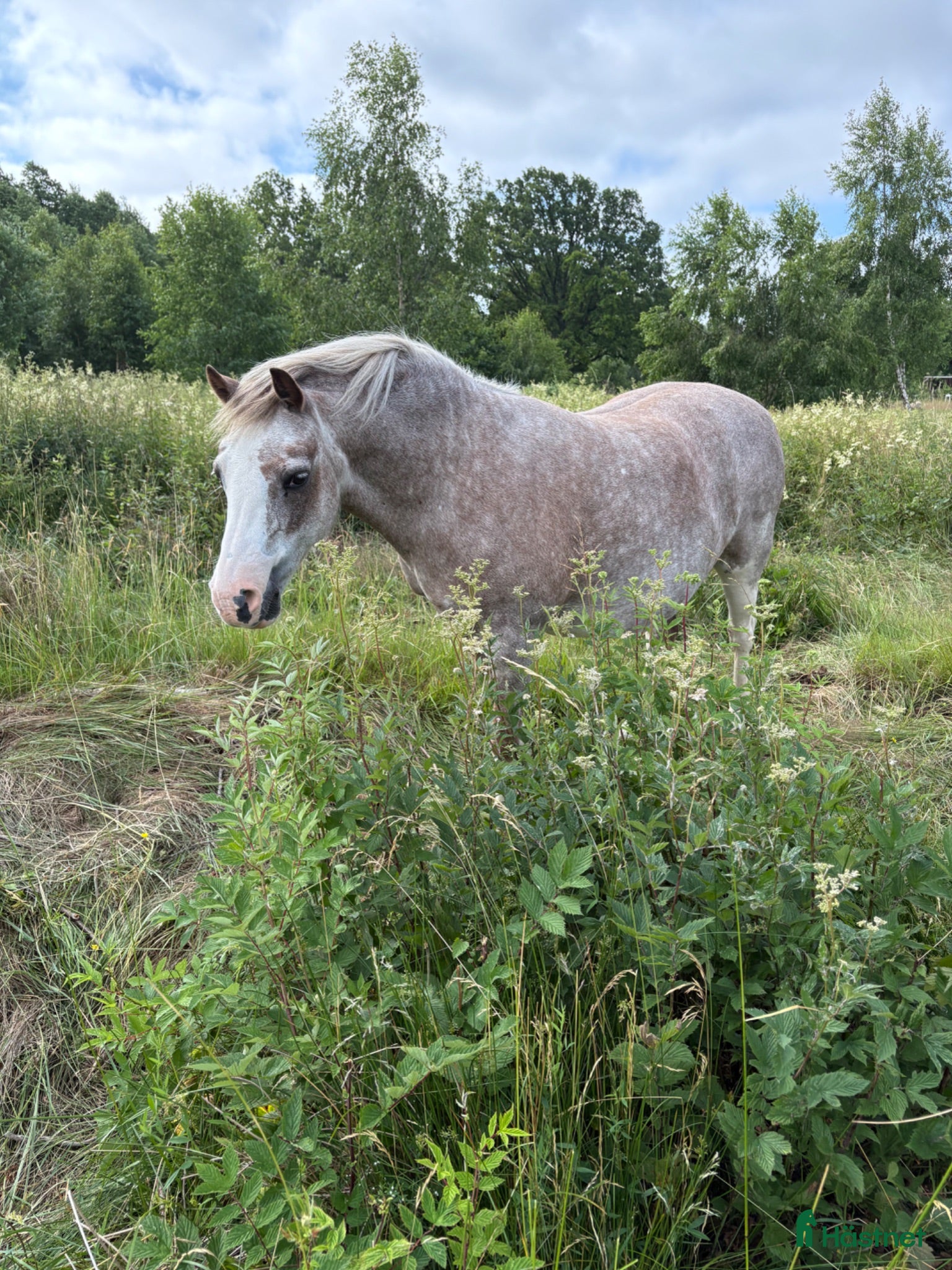 Allround hästar till salu: Bästa barnponnyn  - Annons 3
